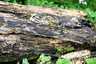 Gyűrűs tuskógomba (Armillaria mellea), Börzsöny. Gyűrűs tuskógomba rizomorfája